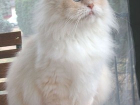 金星属于哪类行星(太阳系8大行星)