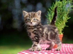 号外是什么意思(什么情况可以喊号外)